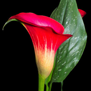 Giant Red Arum Calla Lily (Freya Crimson)