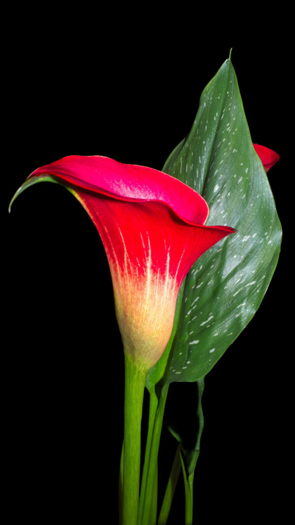 Giant Red Arum Calla Lily (Freya Crimson)