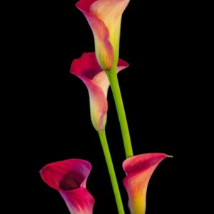 Giant Pink Arum Calla Lily (Aphrodite Rosea)