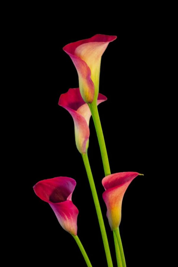 Giant Pink Arum Calla Lily (Aphrodite Rosea)