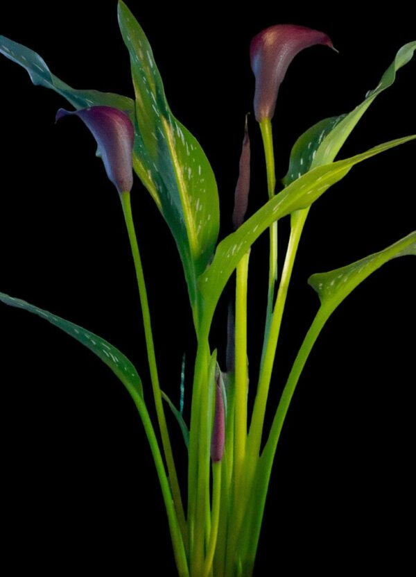 Giant Purple Arum Calla Lily (Persephone Plum)