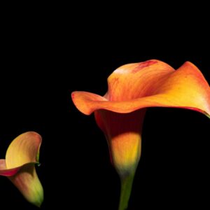 Giant Orange Arum Calla Lily (Sekhmet Citrine)