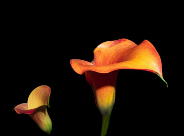 Giant Orange Arum Calla Lily (Sekhmet Citrine)