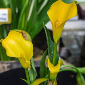 Giant Yellow Arum Calla Lily (Surya Saffron)