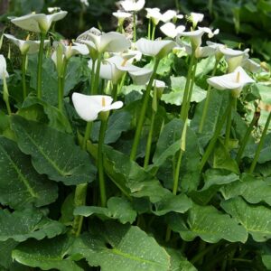 Giant White Arum Calla Lily (Athena Alba)