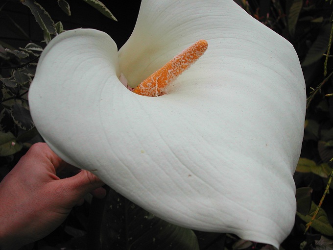Hercules — Zantedeschia aethiopica ‘Hercules’ - Image 2