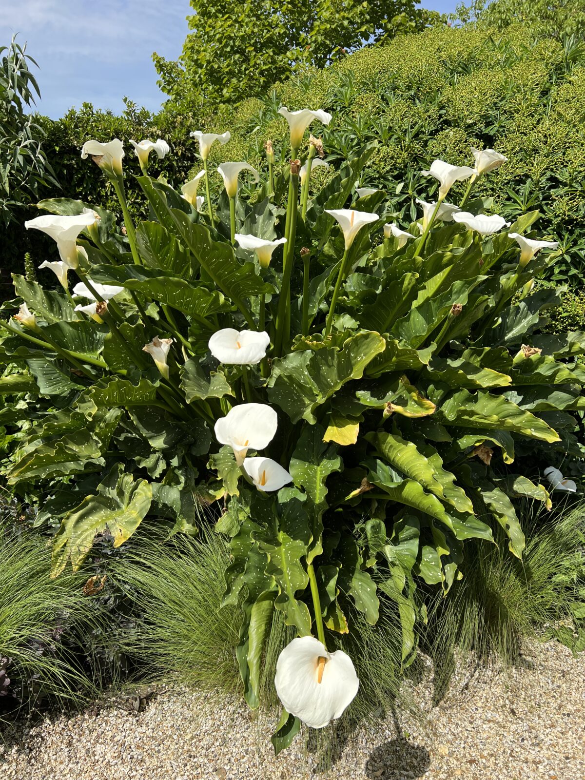 Hercules — Zantedeschia aethiopica ‘Hercules’ - Image 3
