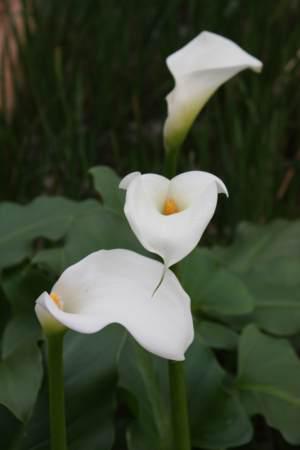 Odorata — Zantedeschia odorata - Image 2