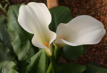 Odorata — Zantedeschia odorata