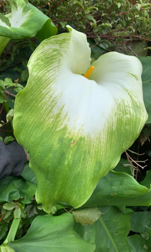 Green Goddess — Zantedeschia ‘Green Goddess’