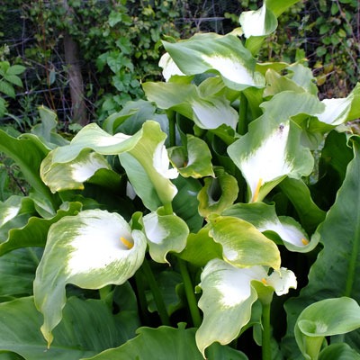 Green Goddess — Zantedeschia ‘Green Goddess’ - Image 2