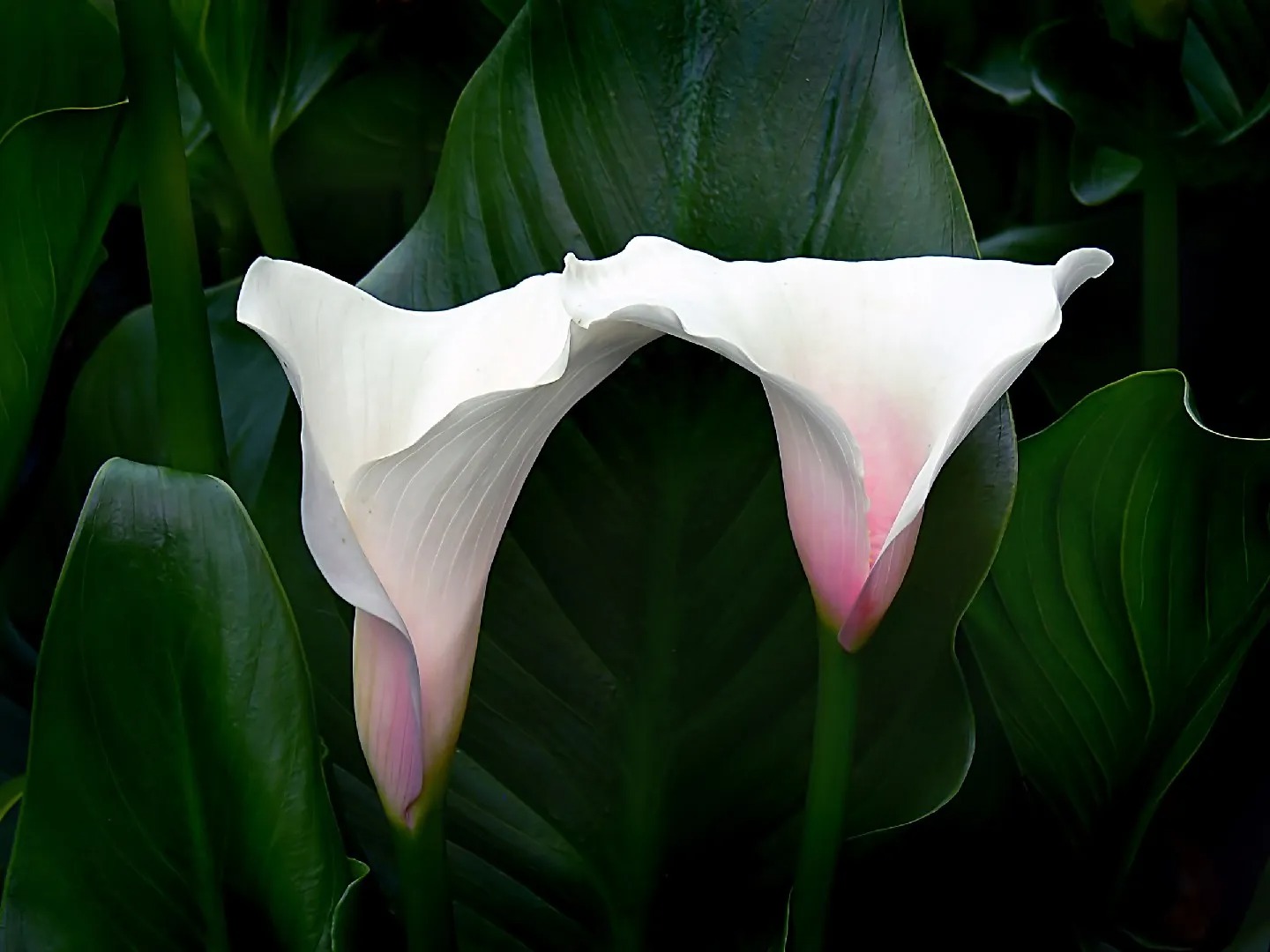 Pink Mist — Zantedeschia ‘Pink Mist’ - Image 2