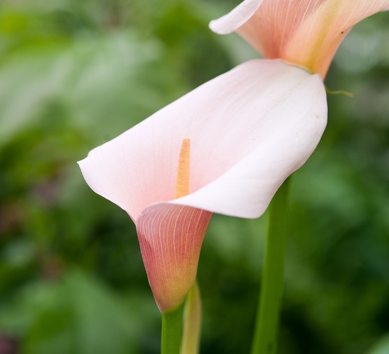 Pink Flamingo — Zantedeschia ‘Pink Flamingo’