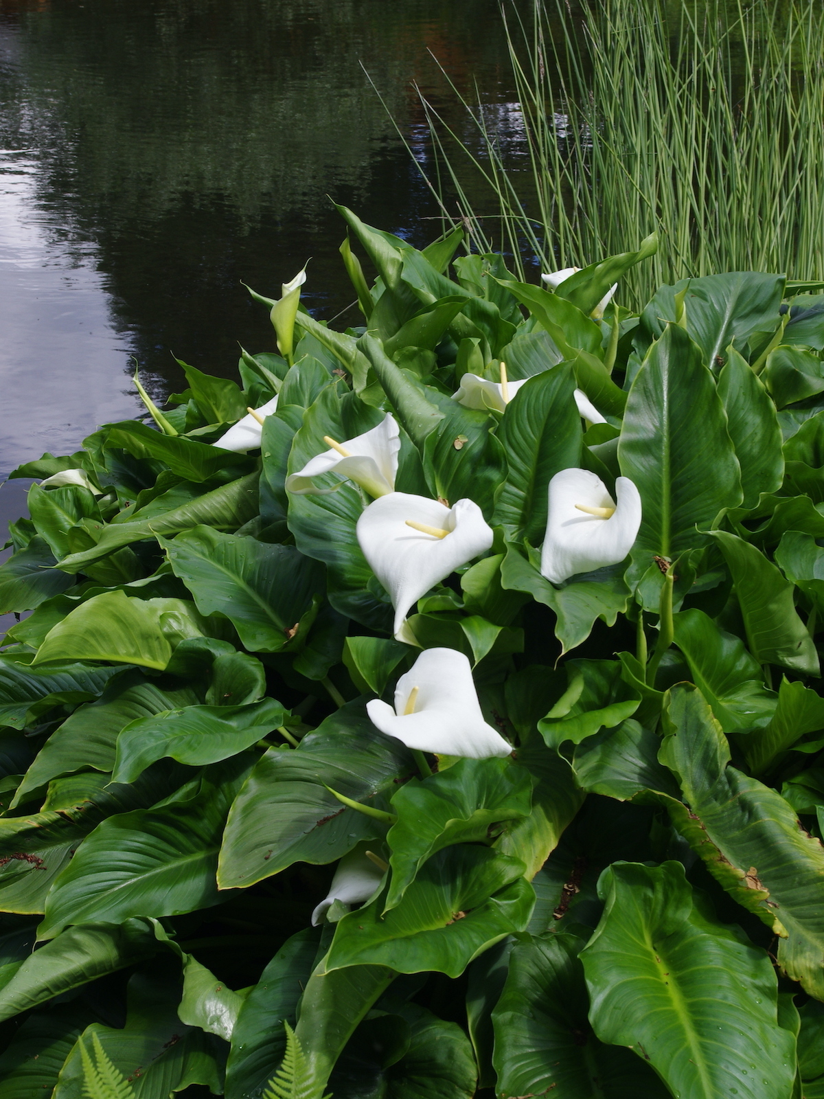 Crowborough — Zantedeschia aethiopica ‘Crowborough’ - Image 2
