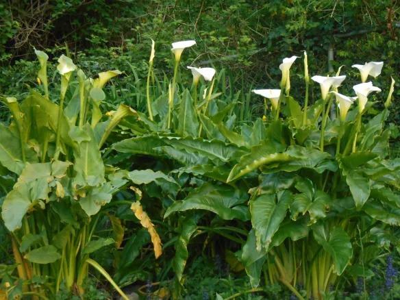 White Giant — Zantedeschia aethiopica ‘White Giant’