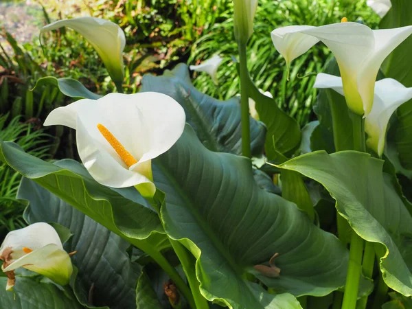 White Giant — Zantedeschia aethiopica ‘White Giant’ - Image 2
